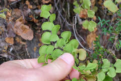 Adiantum jordanii