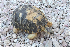 Astrochelys radiata