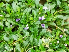 Ajuga pygmaea