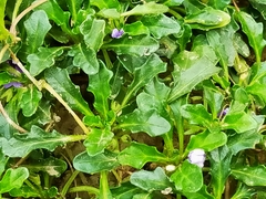 Ajuga pygmaea