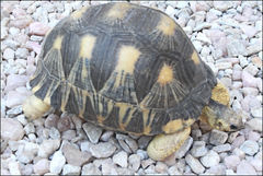 Astrochelys radiata