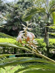Alpinia mesanthera