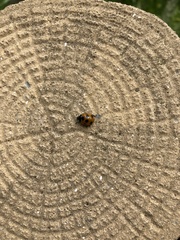 Coccinella septempunctata