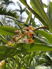 Alpinia mesanthera