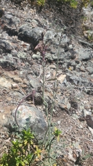 Boechera breweri