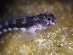 Parablennius