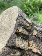 Coccinella septempunctata