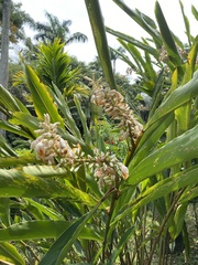 Alpinia mesanthera