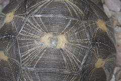 Astrochelys radiata