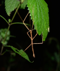Libethra