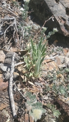 Boechera breweri
