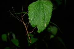 Libethra