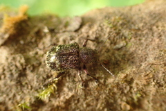Trichochrysea