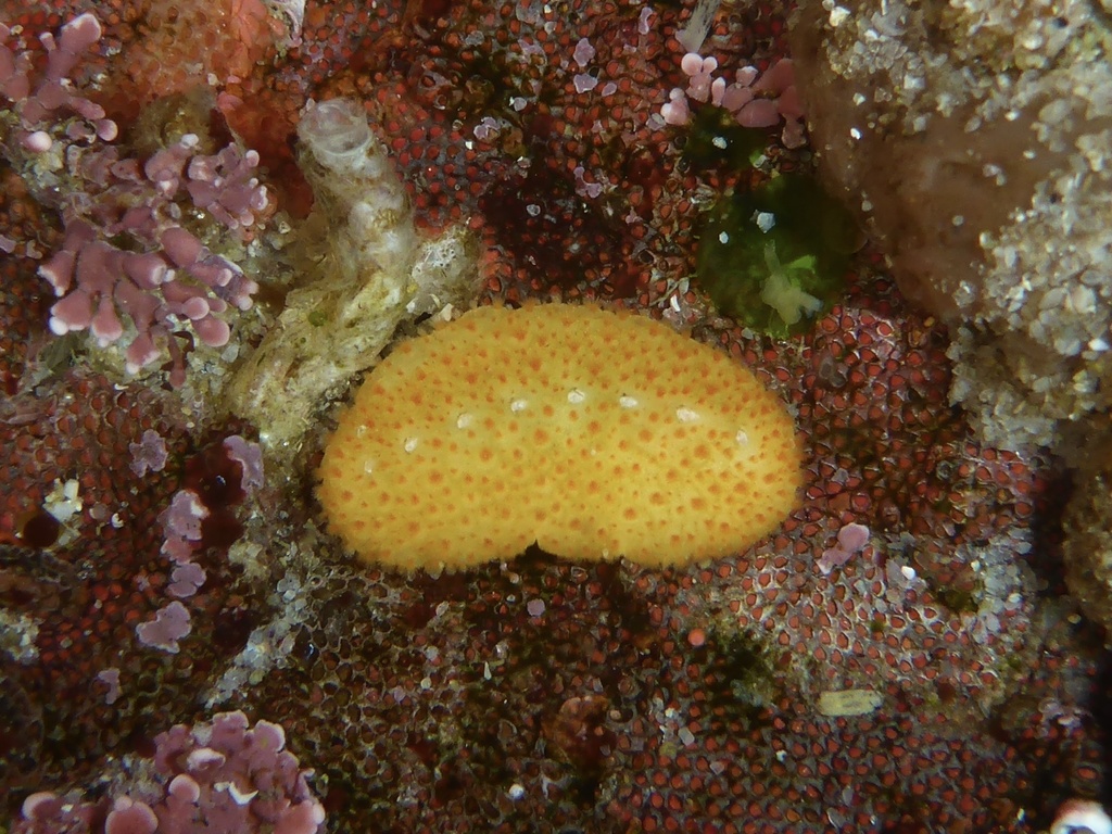 Cryptochiton