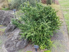 Myrsine aquilonia