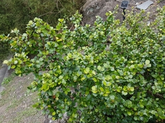 Myrsine aquilonia