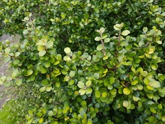 Myrsine aquilonia
