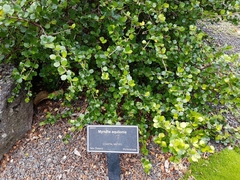 Myrsine aquilonia