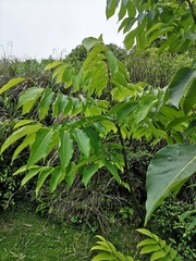 Bretschneidera sinensis