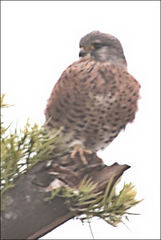 Falco newtoni