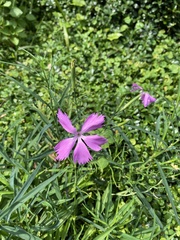 Dianthus palinensis