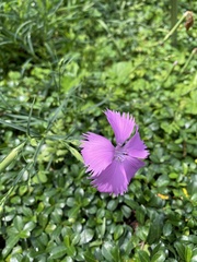 Dianthus palinensis