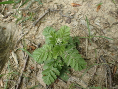 Tanacetum poteriifolium