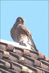 Falco newtoni