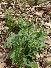 Tanacetum poteriifolium