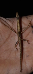 Libethra