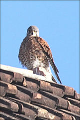 Falco newtoni