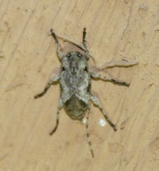 Leptostylus cretatellus