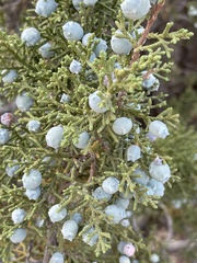 Juniperus californica