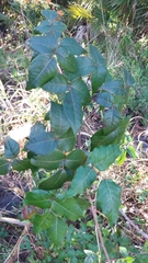 Toxicodendron radicans image
