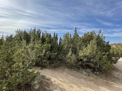 Juniperus californica