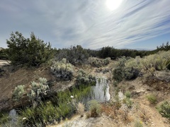 Juniperus californica