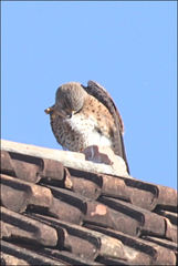 Falco newtoni