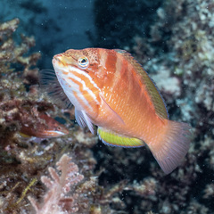 Pseudolabrus luculentus