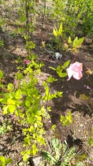 Magnoliopsida
