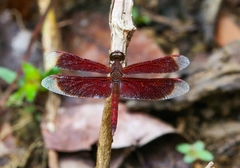 Neurothemis fluctuans