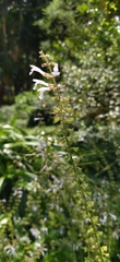 Salvia tashiroi