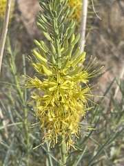 Stanleya pinnata
