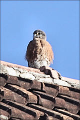 Falco newtoni