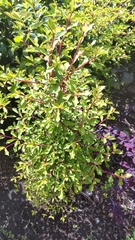 Enkianthus perulatus