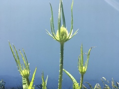 Dipsacus fullonum