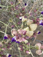 Scutellaria mexicana
