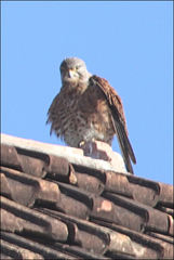Falco newtoni
