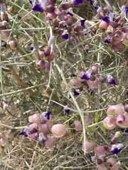 Scutellaria mexicana