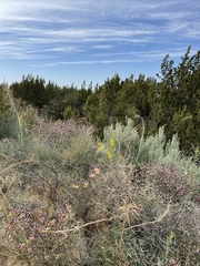 Scutellaria mexicana