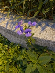 Achetaria azurea